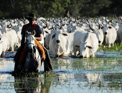 Pecuaristas conseguem direito de realizar manejo para limpeza de �reas no Pantanal de MT
