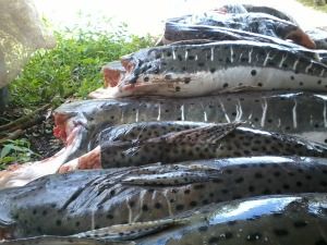 Apreens�o de peixes na piracema em Mato Grosso ultrapassa em 360% a de 2016