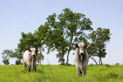 Pecuaristas ter�o acesso a cr�dito com garantia do Estado para fortalecer pecu�ria sustent�vel