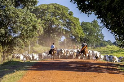 ​Tr�s mil pecuaristas devem participar de evento que vai percorrer 25 munic�pios de Mato Grosso