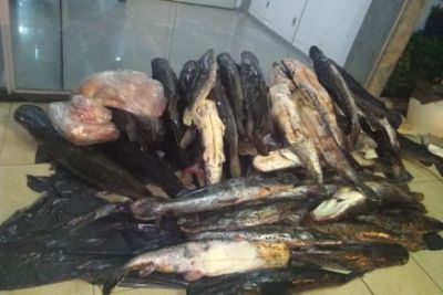 Sema apreende 256 quilos de pescado e at� jacar� em �nibus