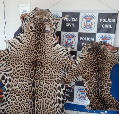 Casal tenta fugir da pol�cia e � preso com peles de on�a adulta e filhote