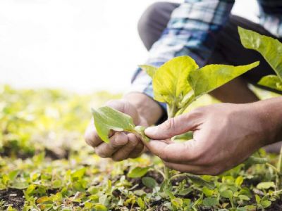 ​Mudan�as no Proagro excluem pequenos e m�dios produtores e geram incerteza no campo