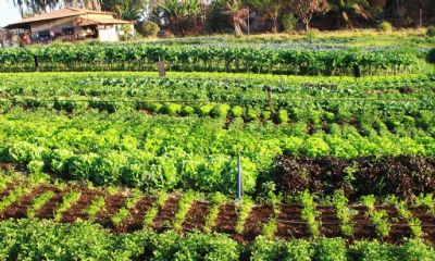 Conselho Municipal de Desenvolvimento Rural Sustent�vel habilita tr�s pequenos produtores no PNAE e uma agricultora no PRONAF A