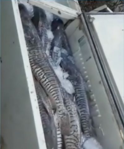 Mais de 400 kg de pescado irregular s�o apreendidos em rio de MT