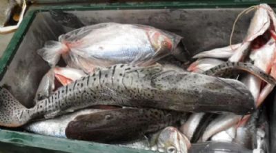 ​Lei que pro�be pesca predat�ria e armazenamento em Mato Grosso entra em vigor