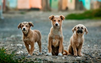 Setasc e Ipem doam ra��o para Ong que resgata animais de rua em Cuiab�