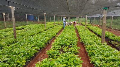 ​Mudas ser�o distribu�das como forma de incentivar produ��o de caf� em Tangar� da Serra