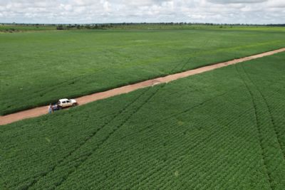 ​ Vazio sanit�rio da soja come�a neste s�bado em Mato Grosso