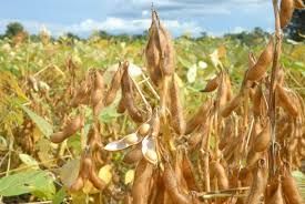 Plantio de soja no Brasil atinge 80% da �rea