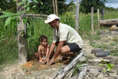 Projeto de MT vai plantar 1.500 mudas nativas de esp�cies da amaz�nia