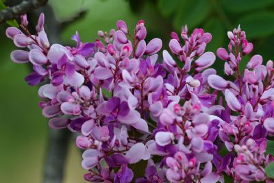 Primavera come�a hoje, mas chuvas devem se fixar apenas em outubro