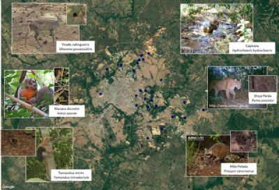 Projeto �gua para o Futuro identifica mais de 100 esp�cies de animais em nascentes de Cuiab�