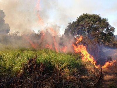Com recorde em n�mero de focos de calor, per�odo proibitivo em MT come�a nesta segunda-feira (15)
