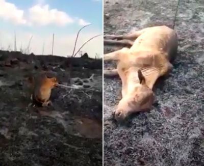 V�deo mostra devasta��o e morte de animais em fazenda atingida pelo fogo;