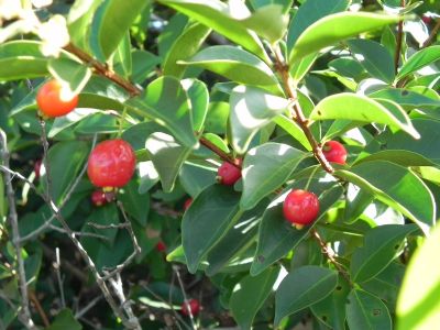 �Quintais Produtivos� incentiva produ��o de org�nicos em Cuiab�