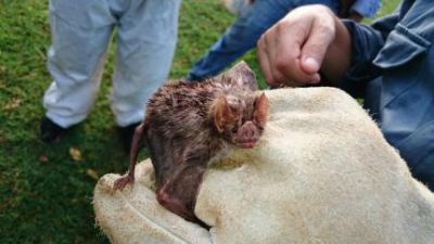 ​Indea registra tr�s focos de raiva animal no primeiro m�s de 2023 em diferentes cidades