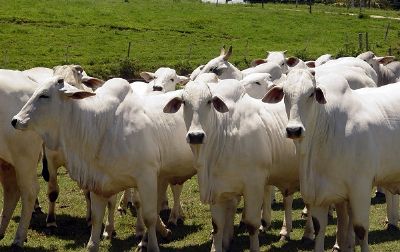 Status de Zona Livre da Aftosa em estados vizinhos deve valorizar rebanho de MT
