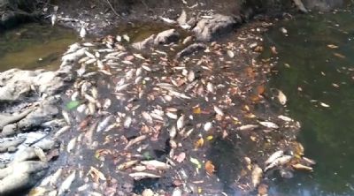 Fuligem das queimadas baixa o n�vel de oxig�nio da �gua para zero e peixes s�o encontrados mortos