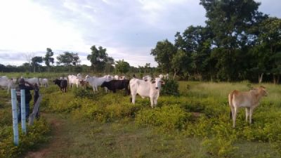 Quatro pessoas s�o detidas por furtar gado de fazenda em Pocon�