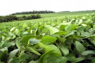 Justi�a reduz multa que seria de R$ 3 bi para produtores envolvidos em pesquisa de soja