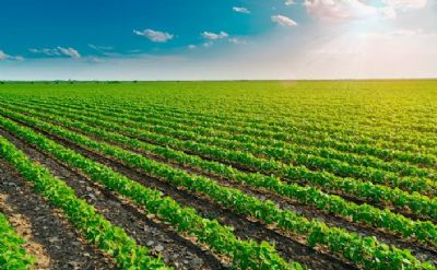 Produtos biol�gicos no manejo de pragas traz incremento de at� 8 sacas de soja por hectare em MT
