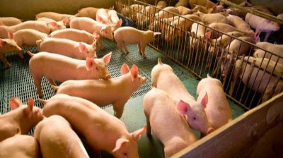 ​Simp�sio da Suinocultura deve debater sanidade animal e quest�es ambientais