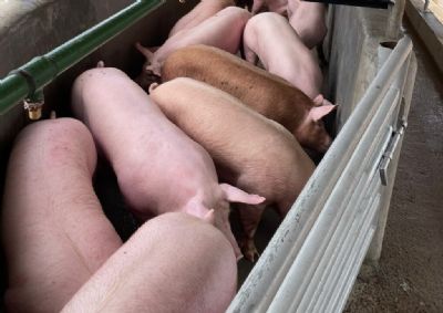 ​Incentivos fiscais a frigor�ficos � prorrogado para salvar suinocultura do Estado