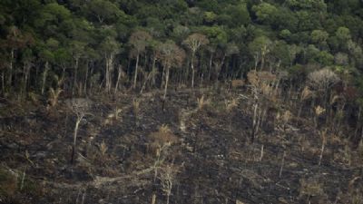 Mato Grosso � o segundo estado que mais desmata floresta amaz�nica; aumento de 31%