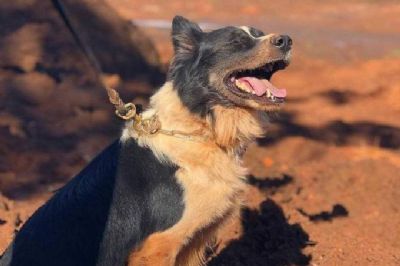 Thor, c�o farejador que atuou nas buscas em Brumadinho, morre aos 5 anos