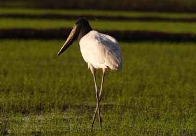 Aves fotografadas no Pantanal mato-grossense s�o destaque em exposi��o no Rio de Janeiro