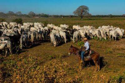 MT investir� R$ 439,3 mi em plano para recupera��o pecu�ria no Pantanal