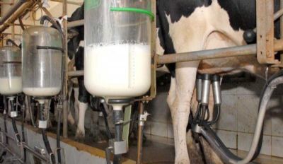 ​MT tem o menor �ndice de vacas ordenhadas desde 1990 e ocupa a 15� posi��o no ranking nacional
