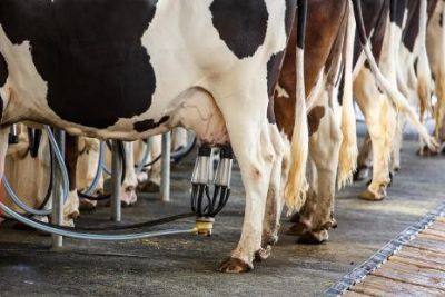 Produtores de leite reivindicam regulamenta��o definitiva das importa��es do Uruguai