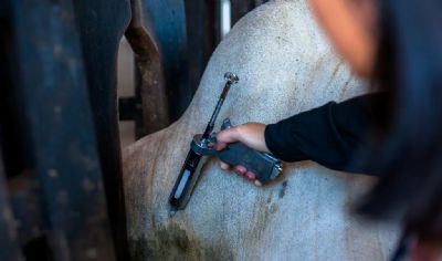 Vacina��o contra a Febre Aftosa come�a nesta ter�a