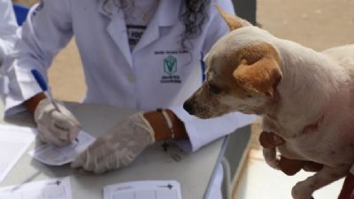Donos de c�es e gatos poder�o vacinar animais contra raiva entre os dias 13 e 17