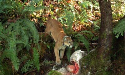 Puma do leste � declarado extinto ap�s oito d�cadas sem ser visto