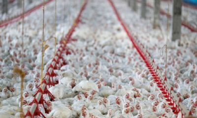 China afirma que asas de frango congeladas do Brasil apresentam teste positivo para coronav�rus